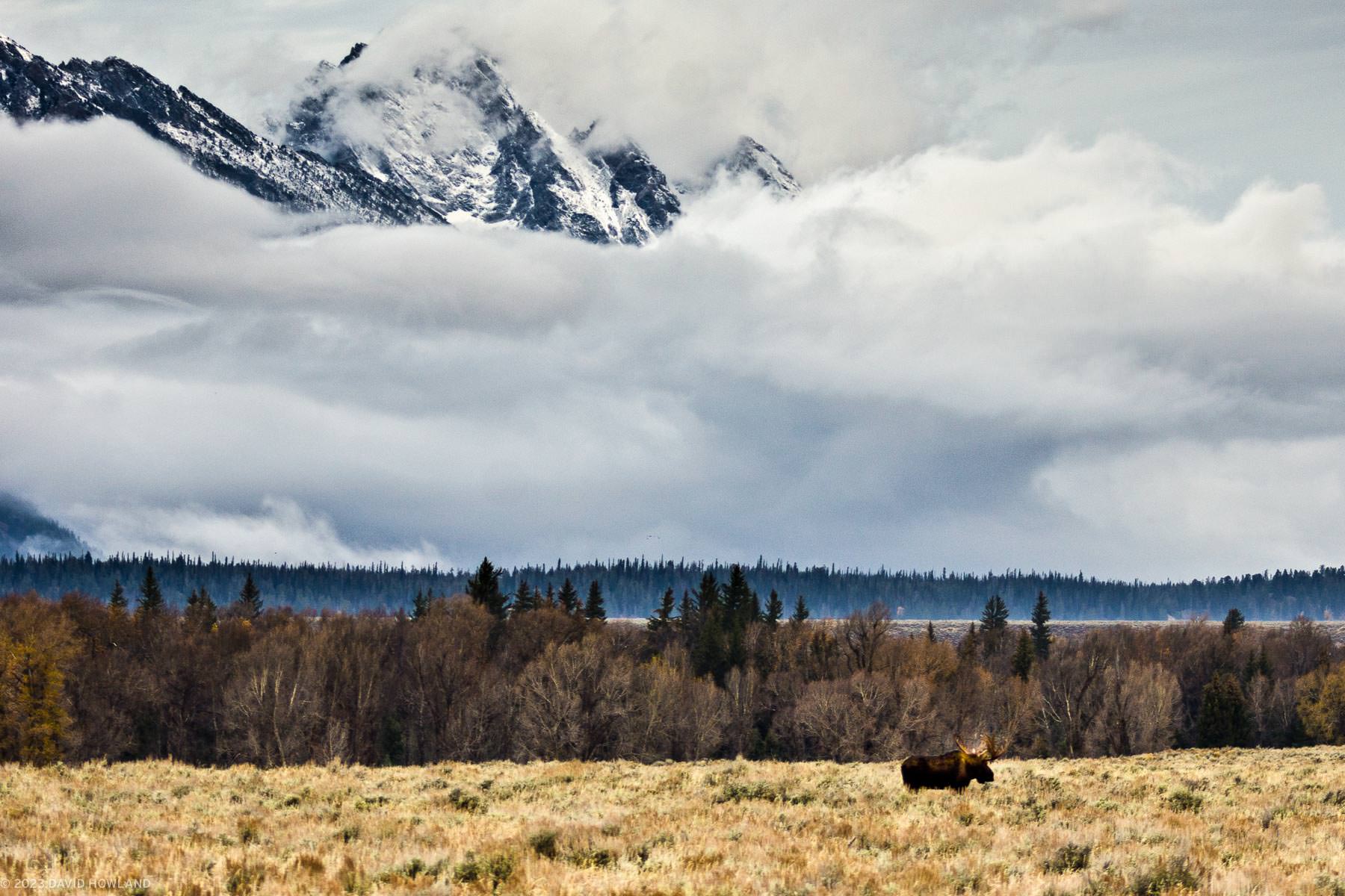 A photo of a bull moose standing in a field in front of the snow covered peaks of the Teton Range in Grand Teton National Park