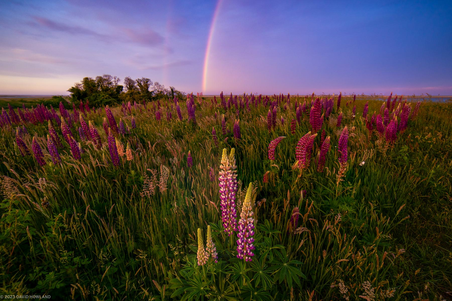A photo of a rainbow arcing through the sky over a field of purple lupine wildflowers at Fort Hill in the Cape Cod National Seashore