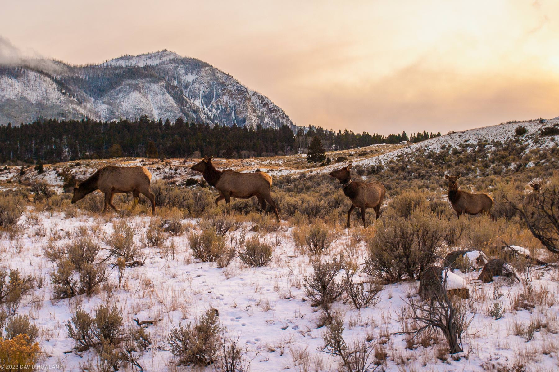 Four elk walk through a snowy landscape at sunset in Yellowstone National Park.