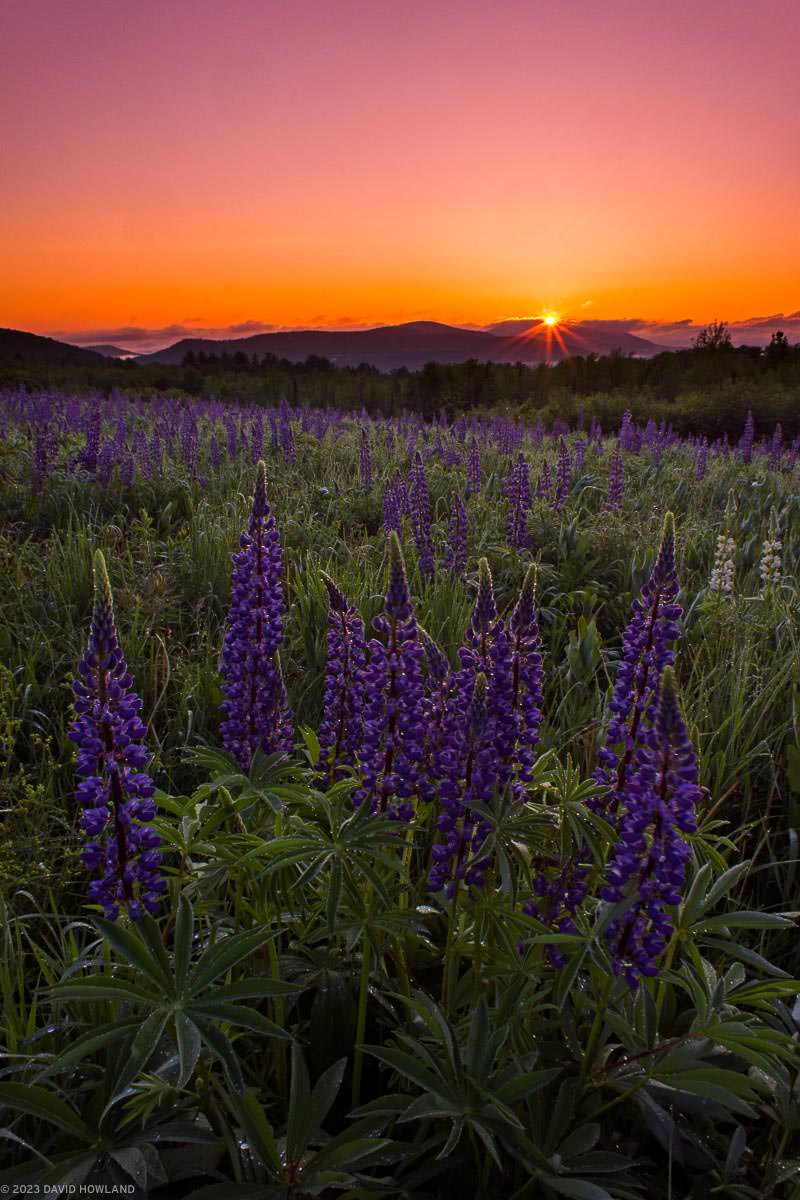 A photo of an orange sunrise behind purple lupine wildflowers with the White Mountains of New Hampshire in the background.