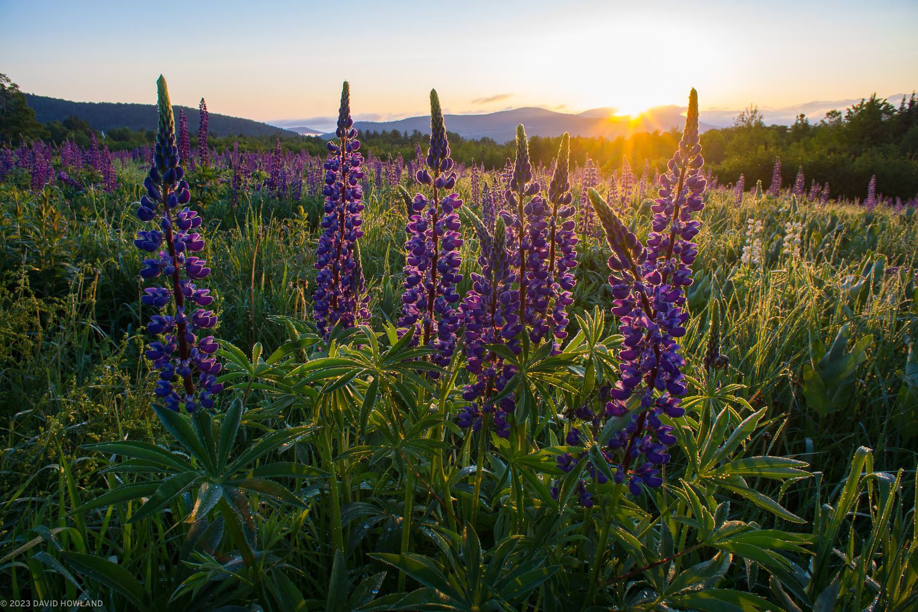 A photo of a mountain sunrise behind purple dew-covered lupine wildflowers.