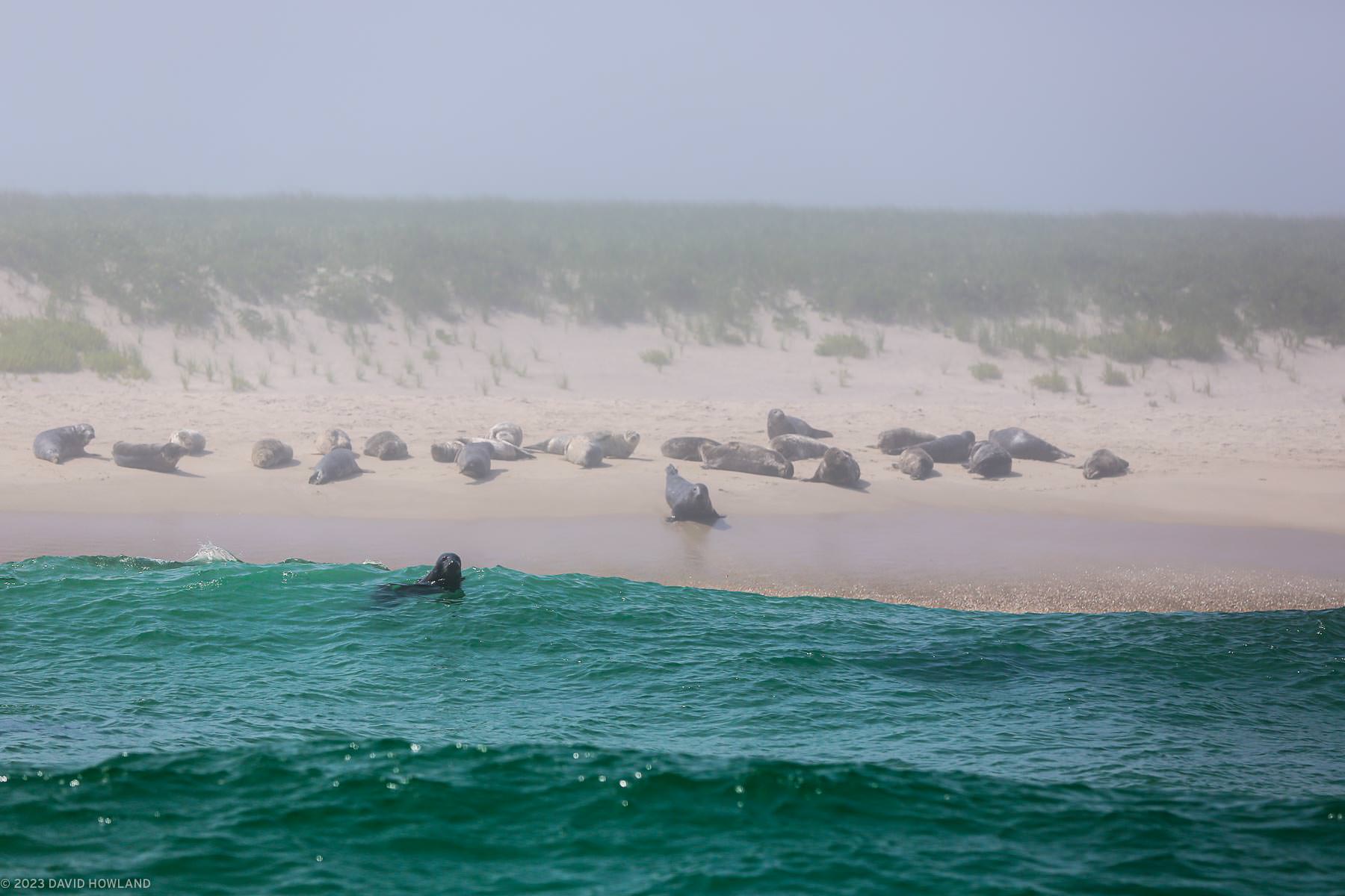A photo of a seal floating in the waves at Monomoy Point with a larger group of seals lying on the beach in the background.