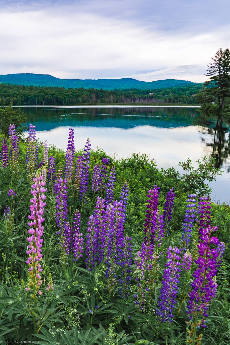A photo of a field of lupine wildflowers growing in front of a lake in New Hampshire.