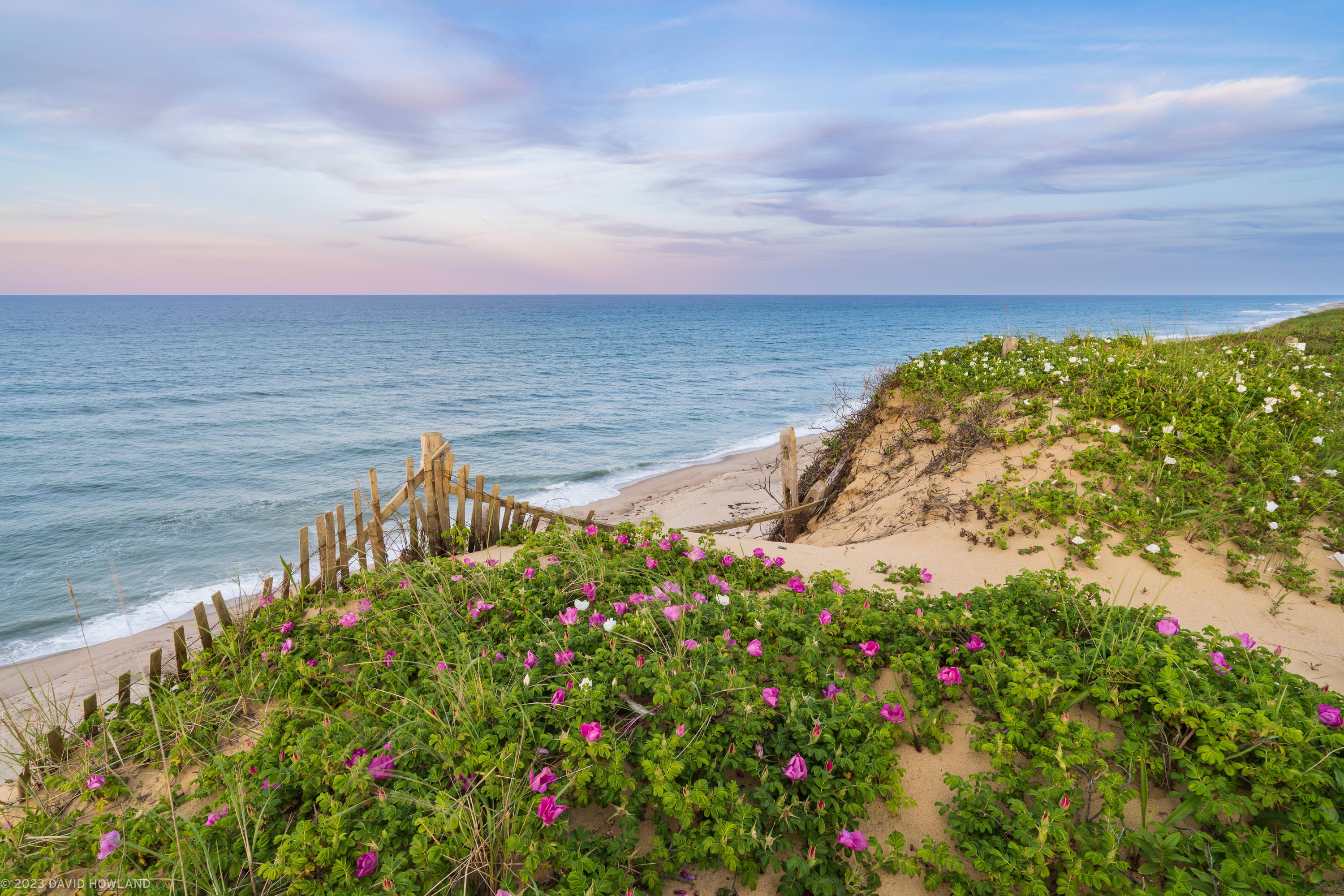 A photo of colorful pink and white rosa rugosa flowers blooming in the sand dunes above the Atlantic Ocean in the Cape Cod National Seashore.