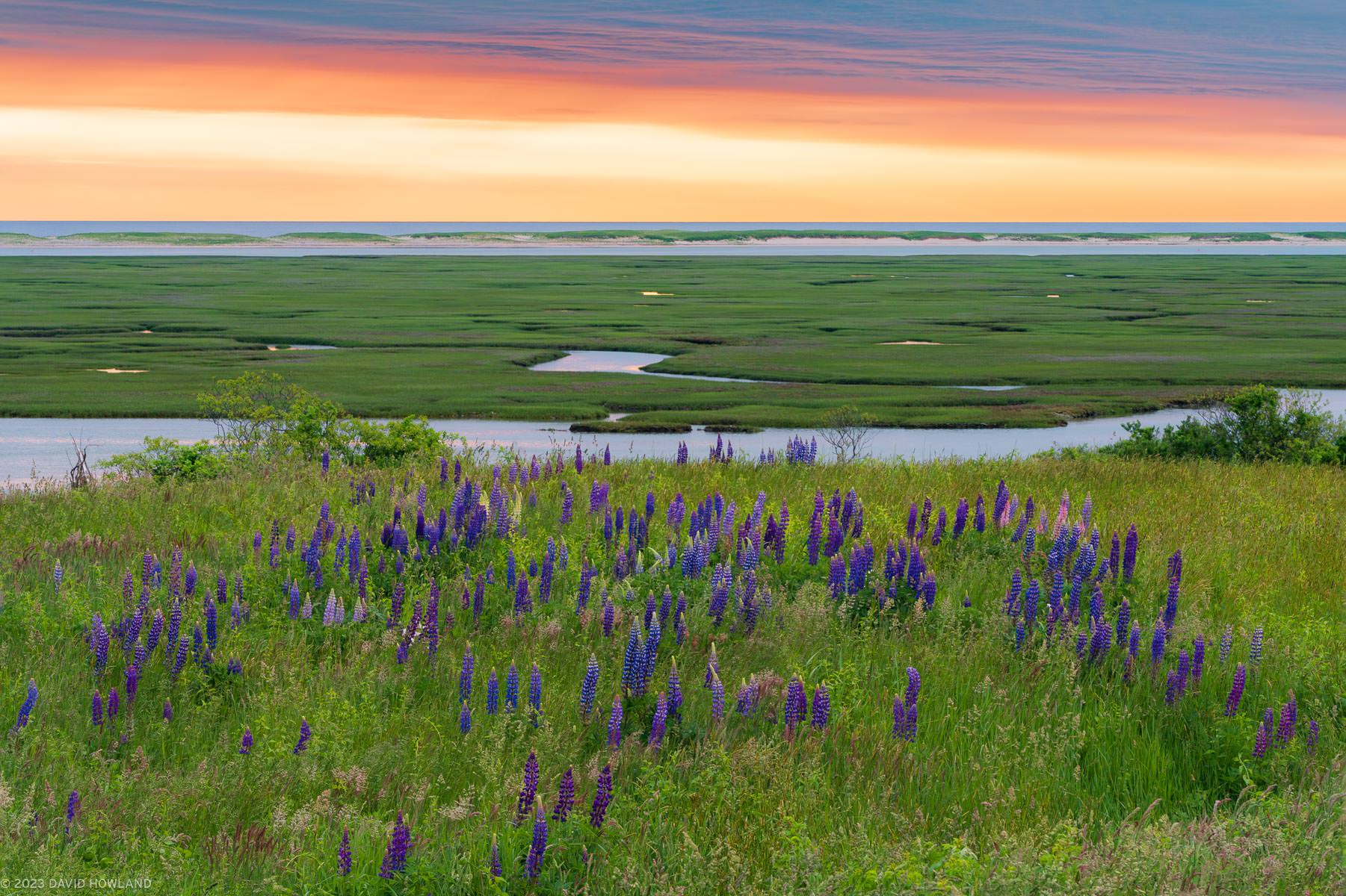 A photo of the sun rising over a field of lupine wildflowers and a Cape Cod salt marsh.