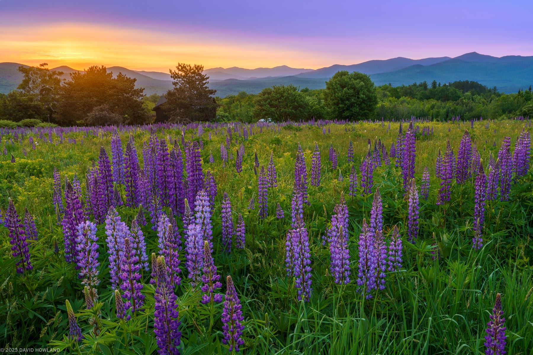 A photo of a colorful sunrise behind a field of purple lupine wildflowers growing in a field in the White Mountains of New Hampshire.