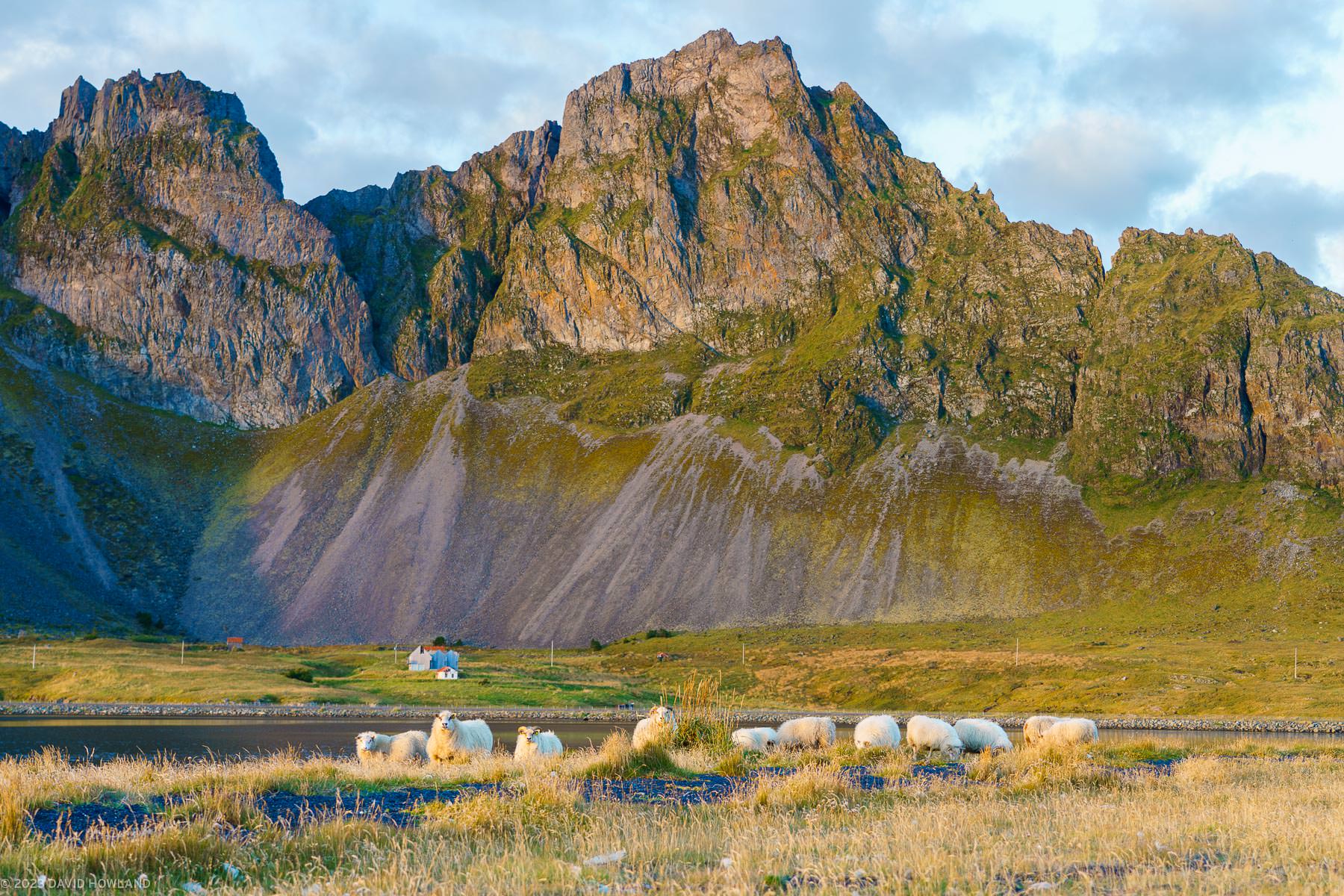 A photo of a flock of sheep grazing on a black sand beach in front of a towering mountain range in Iceland