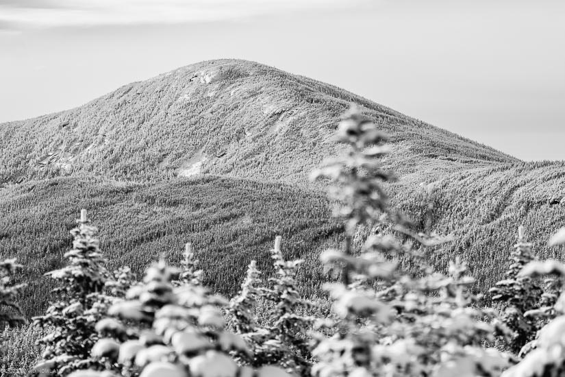 A black and white photo of the peak of North Kinsman Mountain covered in snow and framed by out of focus snow covered pine trees.