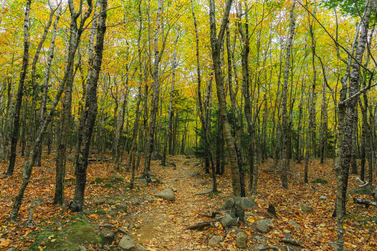 A winding dirt path curves through a dense deciduous forest during peak autumn in Acadia National Park, with a brilliant canopy of golden-yellow leaves creating a natural tunnel overhead. The forest floor is carpeted with fallen autumn leaves in amber and rust tones, scattered among moss-covered granite boulders and exposed bedrock typical of Maine's landscape. Slender birch and maple trunks create vertical lines throughout the scene, while soft, diffused lighting filters through the luminous foliage, casting a warm glow over this intimate woodland trail that disappears deeper into the forest, capturing the serene beauty of New England's fall foliage season.