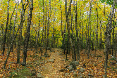 A winding dirt path curves through a dense deciduous forest during peak autumn in Acadia National Park, with a brilliant canopy of golden-yellow leaves creating a natural tunnel overhead. The forest floor is carpeted with fallen autumn leaves in amber and rust tones, scattered among moss-covered granite boulders and exposed bedrock typical of Maine's landscape. Slender birch and maple trunks create vertical lines throughout the scene, while soft, diffused lighting filters through the luminous foliage, casting a warm glow over this intimate woodland trail that disappears deeper into the forest, capturing the serene beauty of New England's fall foliage season.