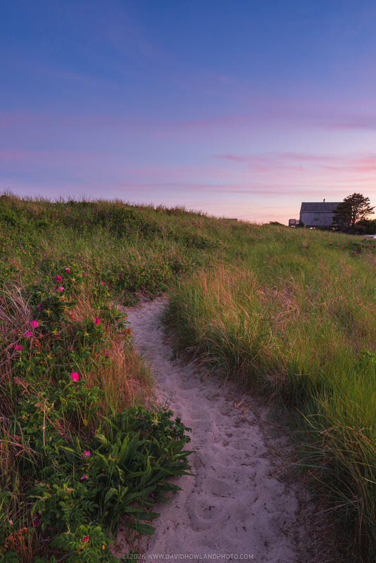 A sandy footpath winds through coastal dune grass and vibrant pink beach roses on the dunes of Forest Beach in Chatham, Cape Cod, leading toward a traditional gray-shingled cottage beneath a soft purple and rose-tinted sunset sky.