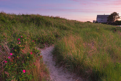 A sandy footpath winds through coastal dune grass and vibrant pink beach roses on the dunes of Forest Beach in Chatham, Cape Cod, leading toward a traditional gray-shingled cottage beneath a soft purple and rose-tinted sunset sky.