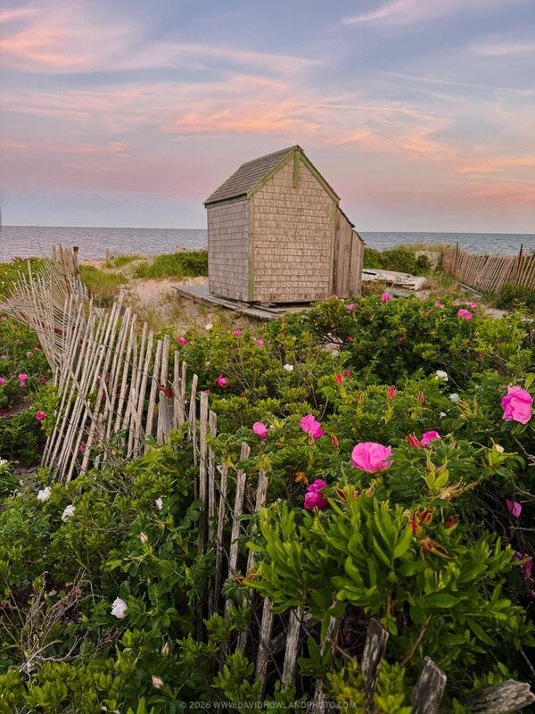 A weathered wooden beach shack sits behind a leaning driftwood fence at Forest Beach in Chatham, MA, surrounded by lush beach rose bushes blooming in pink and white, with calm ocean water and a soft pink and blue sunset sky in the background.
