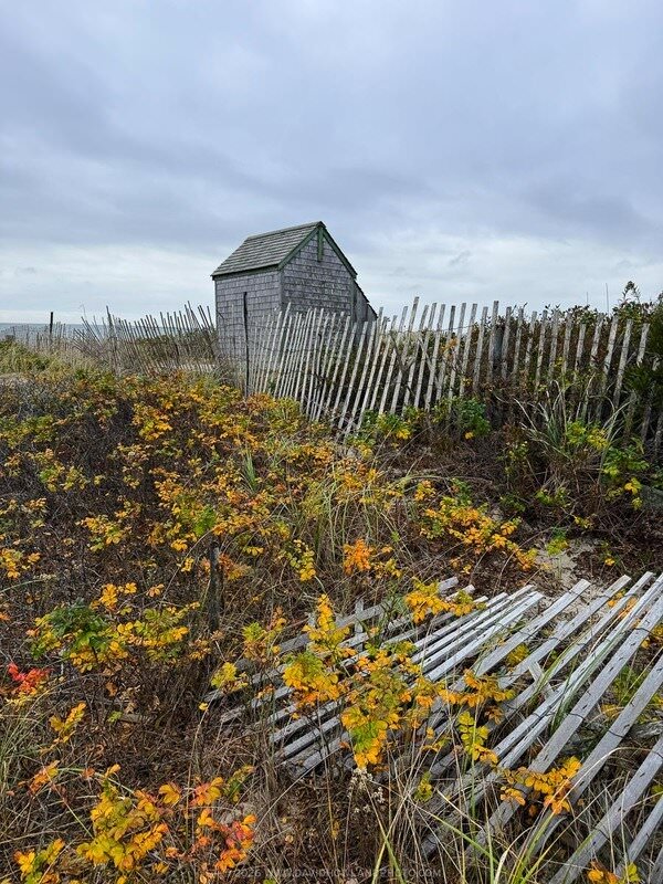 A weathered wooden beach shack stands behind a leaning driftwood fence at Forest Beach in Chatham, MA, surrounded by beach rose bushes in vivid yellow and orange autumn foliage under an overcast sky.