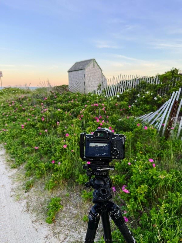 A camera on a tripod is set up along a sandy beach path at Forest Beach in Chatham, MA, aimed at the weathered wooden beach shack surrounded by blooming pink beach roses and a driftwood fence under a soft pastel sunset sky.