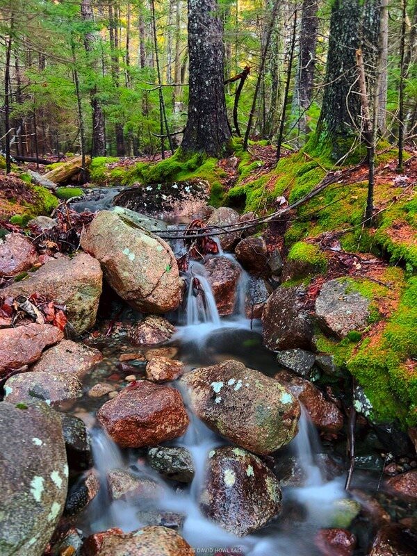 A small waterfall tumbles over rocks in a pine forest in Acadia National Park