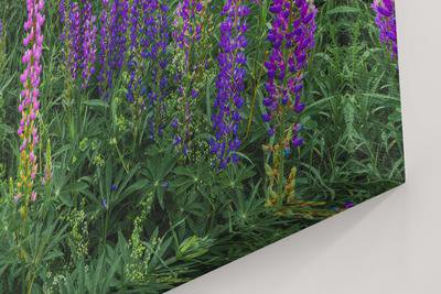 A panoramic photo of the rocky ridgeline of Bondcliff bathed in golden sunset light.