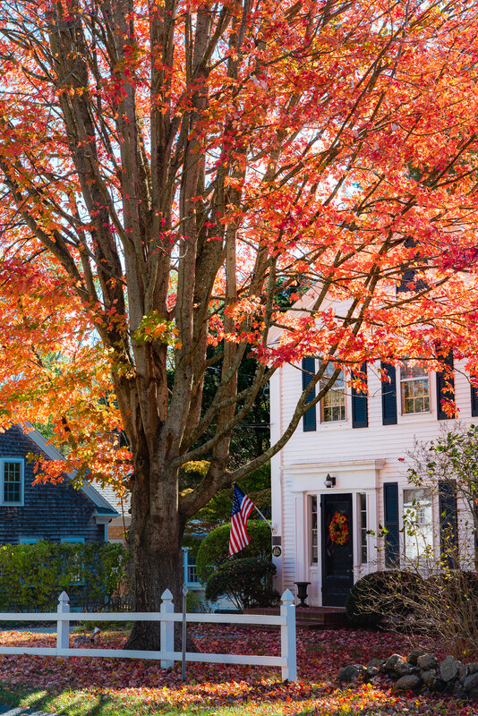A large tree with brilliant red and orange autumn foliage stands in front of a white colonial home with black shutters and a fall wreath on the door. A white picket fence borders the property, with fallen leaves covering the ground and lawn.