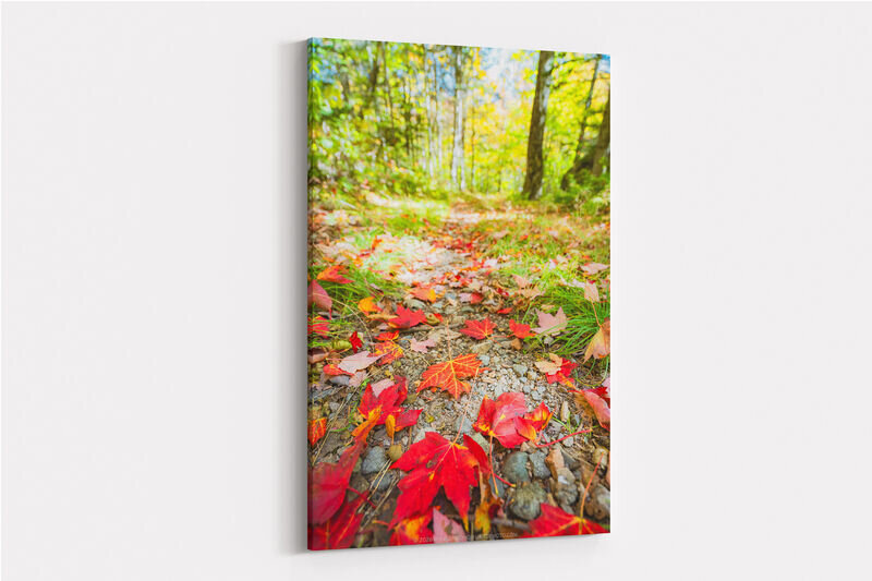 A close-up, ground-level view along a forest path scattered with vivid red maple leaves and gravel, leading toward a sunlit grove of green and yellow trees in soft focus.
