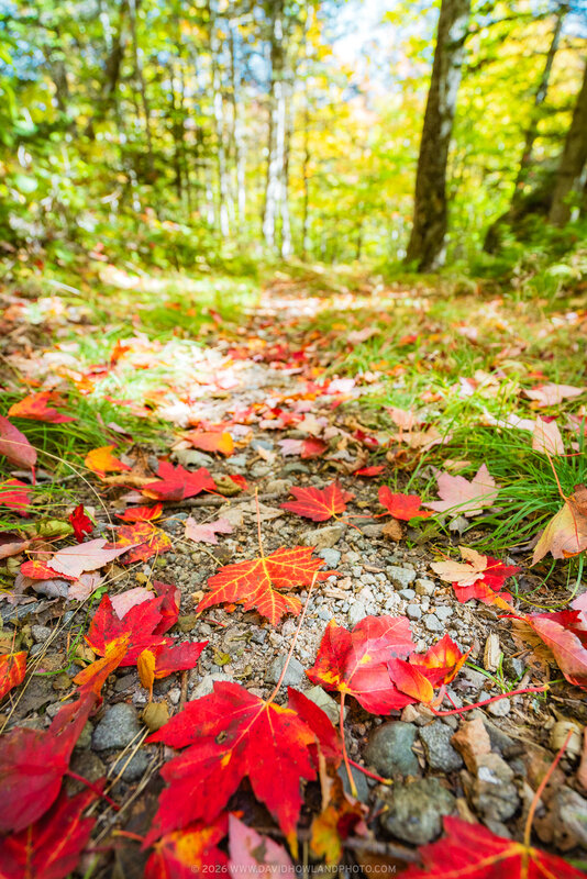 A close-up, ground-level view along a forest path scattered with vivid red maple leaves and gravel, leading toward a sunlit grove of green and yellow trees in soft focus.