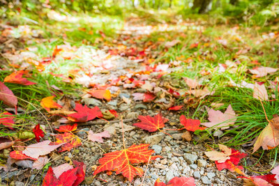 A close-up, ground-level view along a forest path scattered with vivid red maple leaves and gravel, leading toward a sunlit grove of green and yellow trees in soft focus.