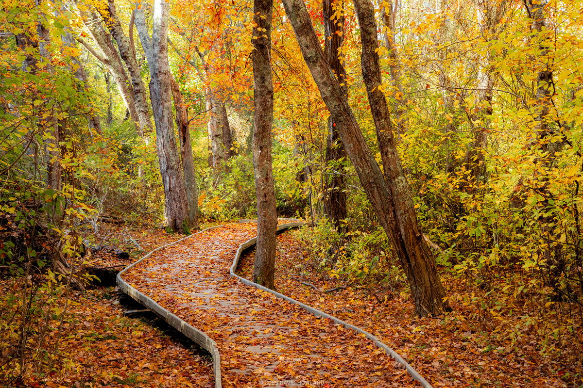 The image shows a winding wooden boardwalk covered with fallen autumn leaves, curving gently through a forest filled with tall trees and vibrant fall foliage in shades of yellow, orange, and red. Sunlight filters through the canopy, creating a warm, golden glow throughout the scene.