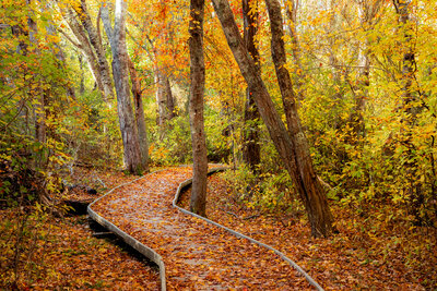 The image shows a winding wooden boardwalk covered with fallen autumn leaves, curving gently through a forest filled with tall trees and vibrant fall foliage in shades of yellow, orange, and red. Sunlight filters through the canopy, creating a warm, golden glow throughout the scene.