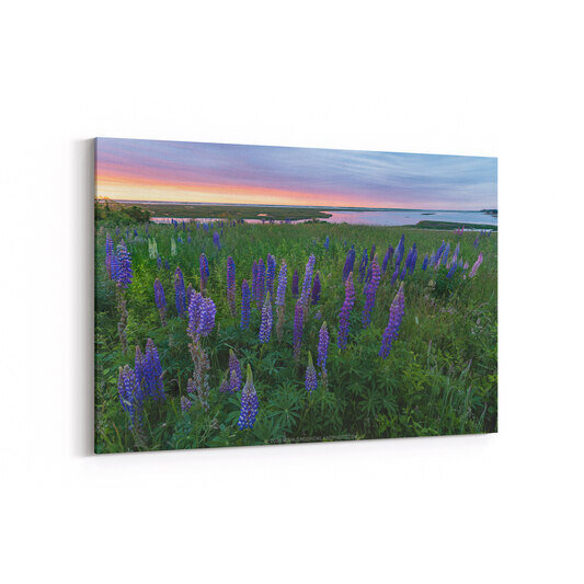 A field of purple and blue lupine flowers in full bloom stretches across Fort Hill at sunset, with tall spiky flower stalks in the foreground, green meadow grasses, and a coastal marsh and bay visible in the background beneath a pastel pink and blue twilight sky.