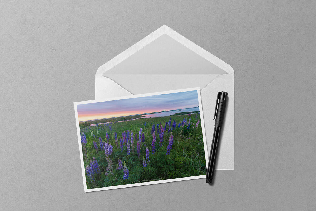 Fort Hill Lupine Field at Sunset notecard mockup