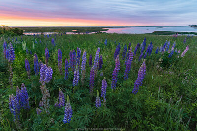 A field of purple and blue lupine flowers in full bloom stretches across Fort Hill at sunset, with tall spiky flower stalks in the foreground, green meadow grasses, and a coastal marsh and bay visible in the background beneath a pastel pink and blue twilight sky.