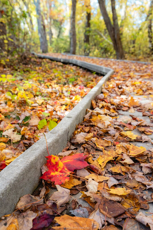 A wooden boardwalk with a gray railing curves through a forest, its surface covered in fallen autumn leaves. A bright red and orange maple leaf lies prominently in the foreground among brown and yellow leaves, with blurred trees visible in the background.