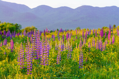 A sunlit field of tall purple lupine fills the foreground, with green grasses stretching toward the Cannon Balls in New Hampshire’s White Mountains, softly layered in blue beneath a pale morning sky.