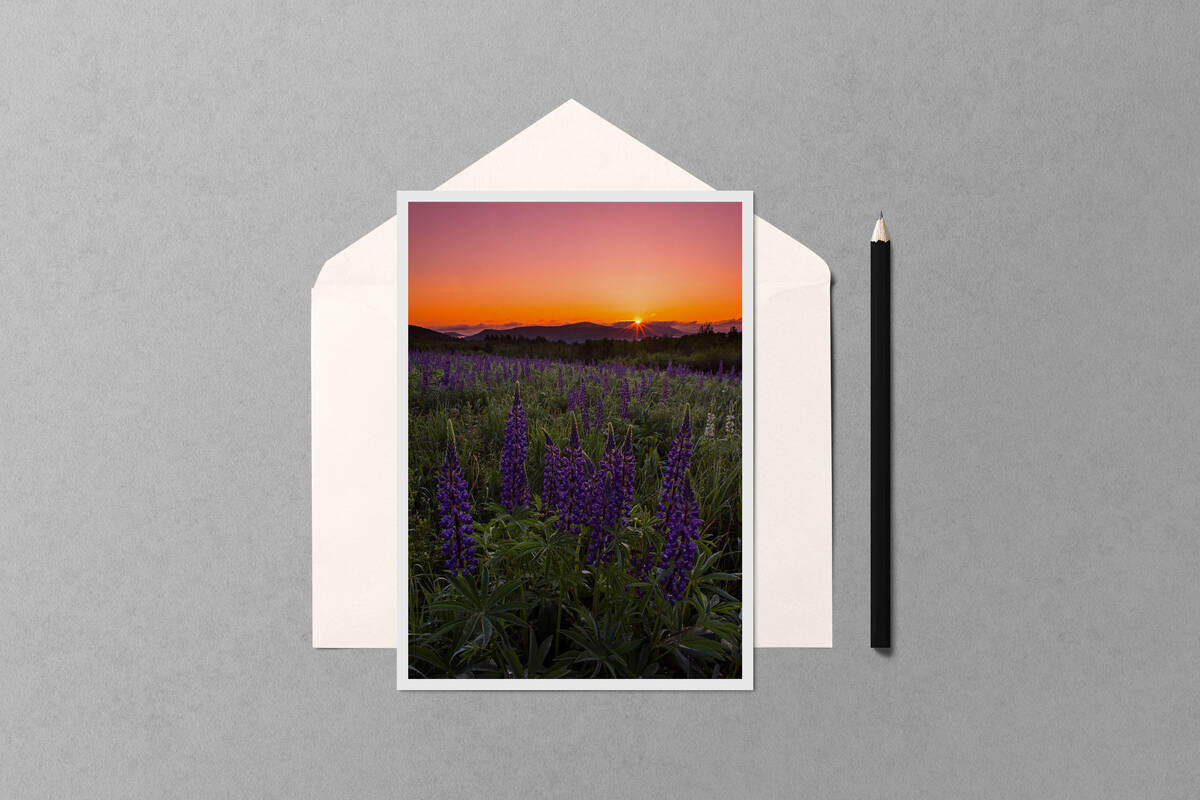 Lupine Sunrise Starburst notecard mockup