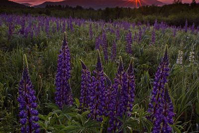 A photo of an orange sunrise behind purple lupine wildflowers with the White Mountains of New Hampshire in the background.