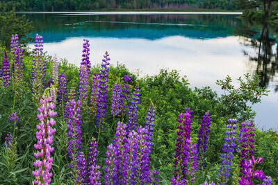 A photo of a field of lupine wildflowers growing in front of a lake in New Hampshire.