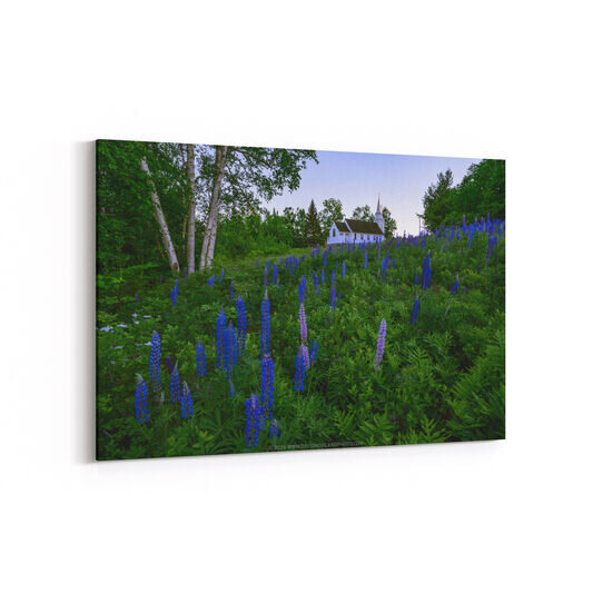 A white chapel with a tall steeple sits among evergreen trees and birches in the background, while tall purple and blue lupine flowers bloom abundantly in the foreground meadow at St. Matthews Chapel in Sugar Hill, New Hampshire.