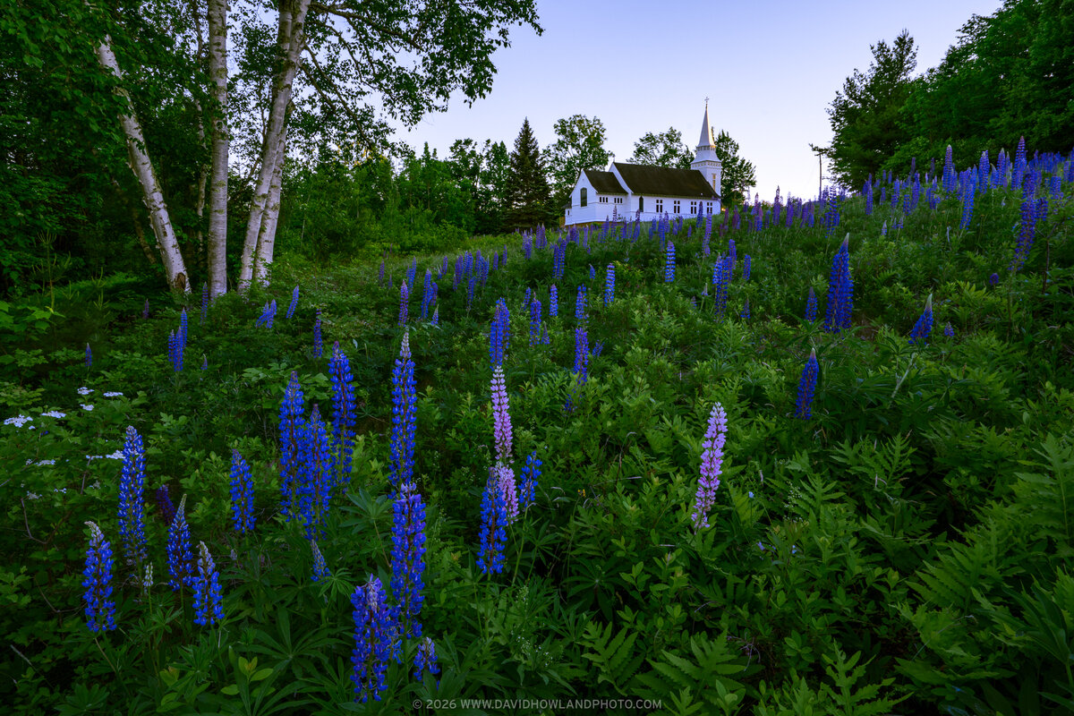 A white chapel with a tall steeple sits among evergreen trees and birches in the background, while tall purple and blue lupine flowers bloom abundantly in the foreground meadow at St. Matthews Chapel in Sugar Hill, New Hampshire.