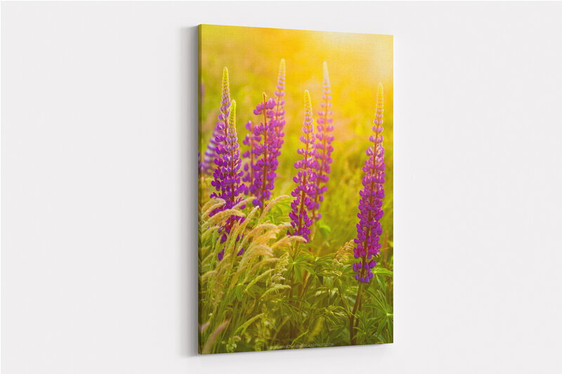 Tall purple lupine flowers with cone-shaped blooms stand in sharp focus against a soft, golden-yellow sunset backdrop, their delicate petals arranged in vertical spikes above green foliage.