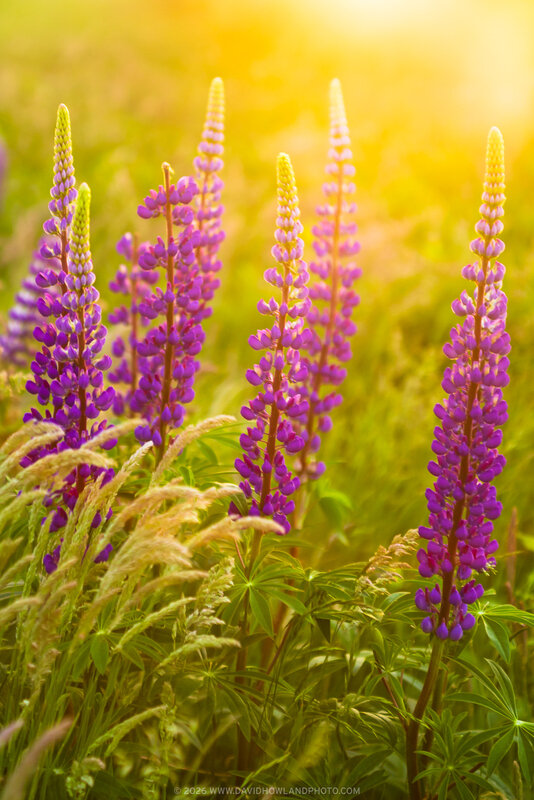 Tall purple lupine flowers with cone-shaped blooms stand in sharp focus against a soft, golden-yellow sunset backdrop, their delicate petals arranged in vertical spikes above green foliage.