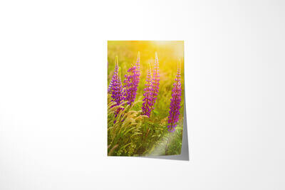 Fine art print preview