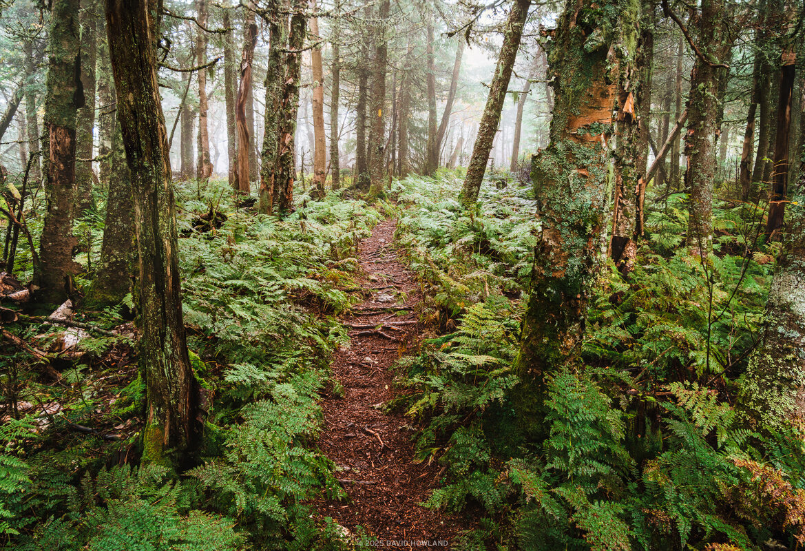 A winding dirt trail meanders through a lush forest of tall trees with moss-covered trunks, surrounded by vibrant green ferns and undergrowth.