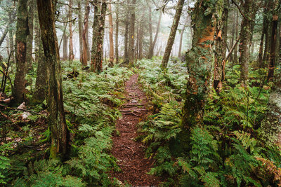 A winding dirt trail meanders through a lush forest of tall trees with moss-covered trunks, surrounded by vibrant green ferns and undergrowth.
