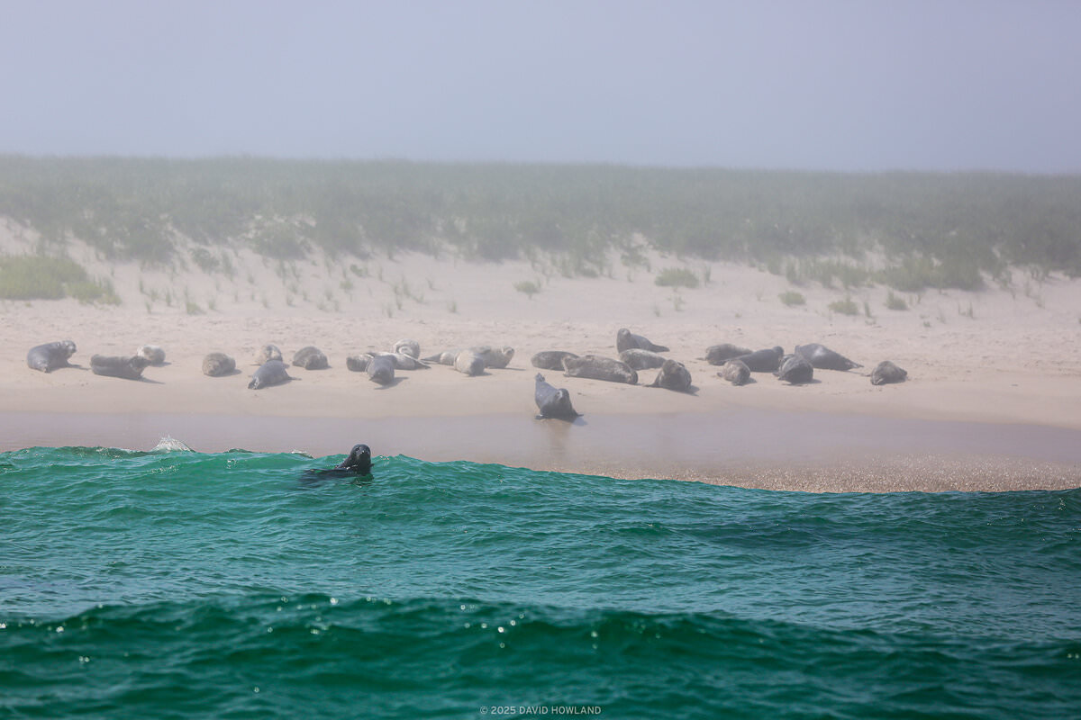 A photo of a seal floating in the waves at Monomoy Point with a larger group of seals lying on the beach in the background.