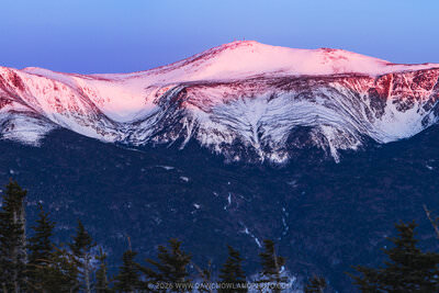 A panoramic morning alpenglow photograph of snow-covered Mount Washington and Tuckerman Ravine glowing in shades of pink and red against a deep blue pre-dawn sky, with the broad glacial bowl of Tuckerman Ravine clearly visible on the mountain's face, dark evergreen trees silhouetted in the foreground, and a small structure visible on the distant summit.