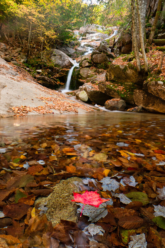A cascading waterfall flows over moss-covered rocks through an autumn forest, with a vibrant red maple leaf resting on a rock in the foreground pool surrounded by fallen brown and orange leaves beneath the water's surface.