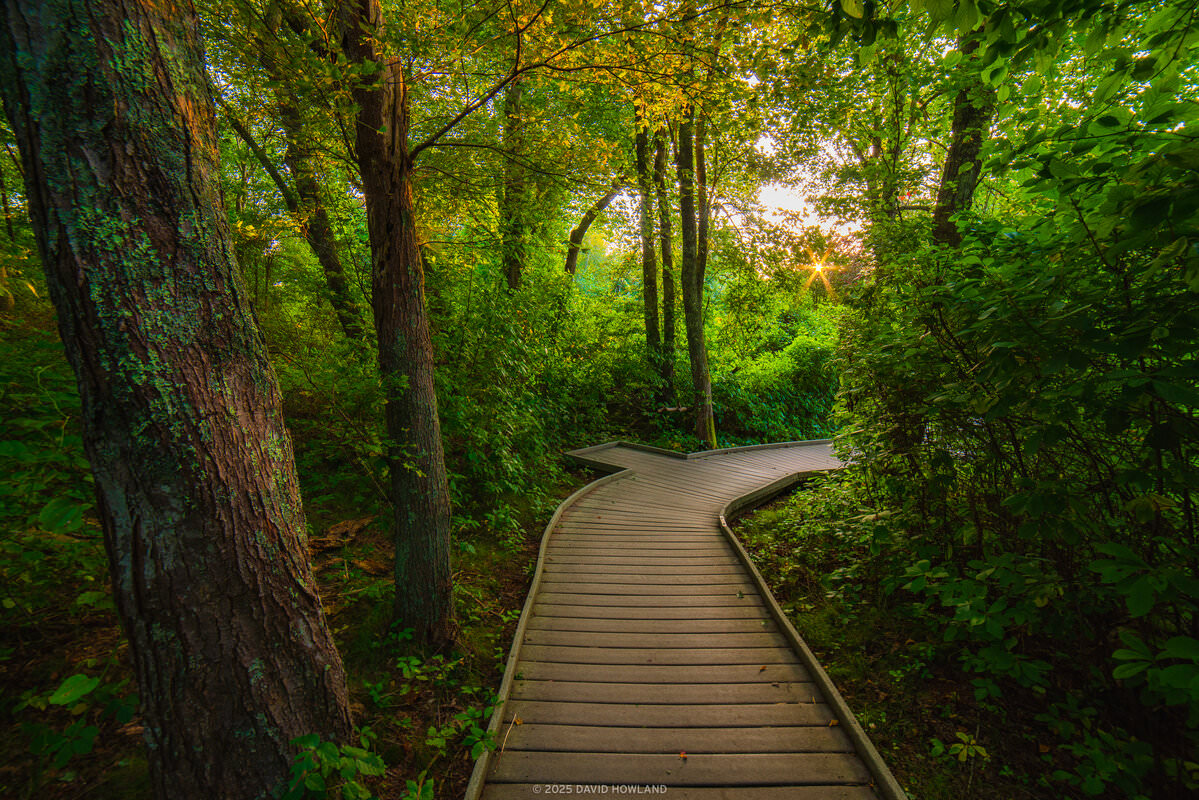 A photo of golden afternoon light illuminating the dense forest over a boardwalk on the Red Maple Swamp Trail in the Cape Cod National Seashore