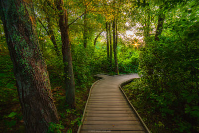 A photo of golden afternoon light illuminating the dense forest over a boardwalk on the Red Maple Swamp Trail in the Cape Cod National Seashore
