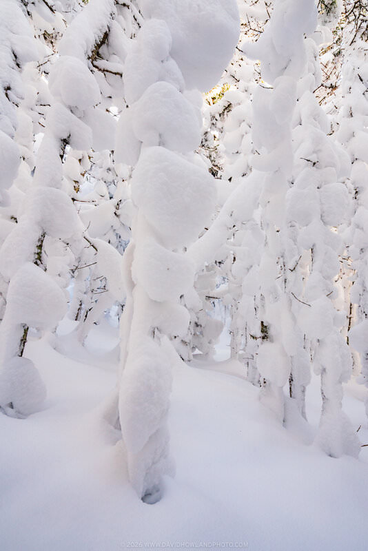 A heavily snow-laden forest on the Webster-Jackson Trail, where dense accumulations of snow completely envelop the trees and ground, transforming the scene into a surreal, almost sculptural landscape of rounded white forms with glimpses of bright sky visible through gaps in the canopy above.