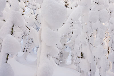 A heavily snow-laden forest on the Webster-Jackson Trail, where dense accumulations of snow completely envelop the trees and ground, transforming the scene into a surreal, almost sculptural landscape of rounded white forms with glimpses of bright sky visible through gaps in the canopy above.