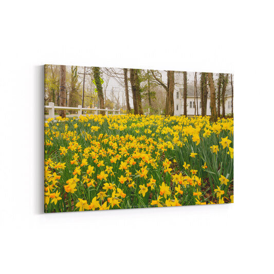 A vibrant field of bright yellow and orange daffodils blooms in spring beneath tall trees wrapped in ivy, with a white picket fence and traditional New England church visible in the background in Yarmouth Port, Massachusetts.